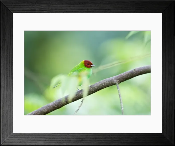Framed Print : Bay-headed Tanager - on branch among leaves - Asa Wright Centre - Trinidad Framed Print : Bay-headed Tanager - on branch among leaves - Asa Wright Centre - Trinidad
