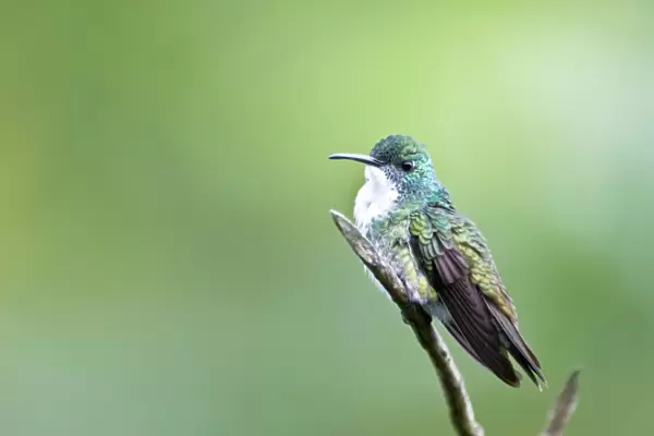 White-chested Emerald Hummingbird - Sitting on branch - Asa Wright Centre - Trinidad
