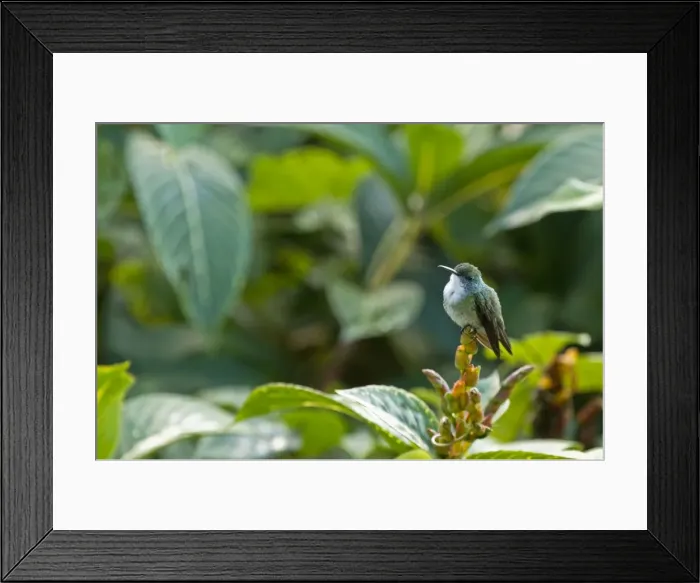 Framed Print : White-chested Emerald Hummingbird - Sitting on flower bud - Asa Wright Centre - Trinidad Framed Print : White-chested Emerald Hummingbird - Sitting on flower bud - Asa Wright Centre - Trinidad