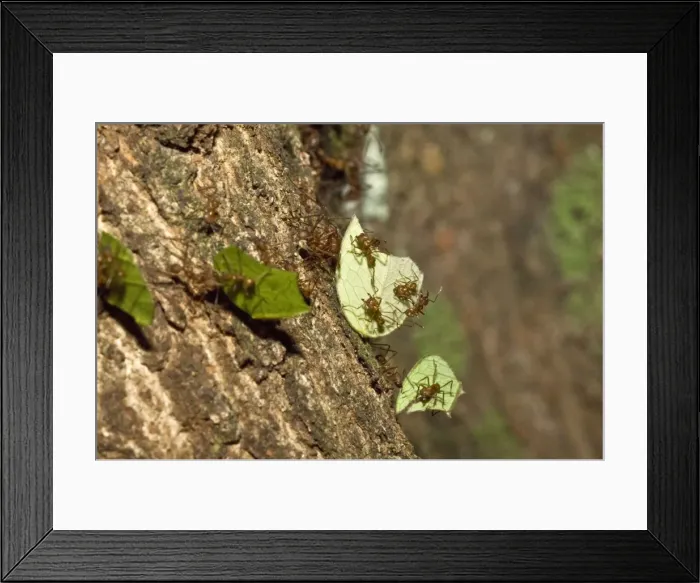 Framed Print : Leaf-cutter Ants - carrying cut leaves back to the nest - Asa Wright Centre - Trinidad Framed Print : Leaf-cutter Ants - carrying cut leaves back to the nest - Asa Wright Centre - Trinidad