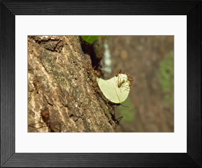 Framed Print : Leaf-cutter Ants - soldier ant carrying cut leaf back to the nest - Asa Wright Centre - Trinidad Framed Print : Leaf-cutter Ants - soldier ant carrying cut leaf back to the nest - Asa Wright Centre - Trinidad