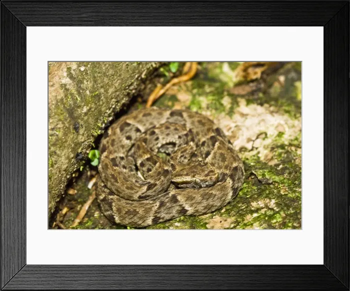 Framed Print : Fer de lanc - venomous snake - resting on path - Asa Wright Centre - Trinidad Framed Print : Fer de lanc - venomous snake - resting on path - Asa Wright Centre - Trinidad