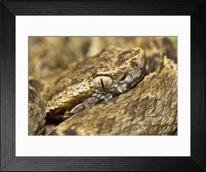Framed Print : Fer de lance - venomous snake - close up of head - Asa Wright Centre - Trinidad Framed Print : Fer de lance - venomous snake - close up of head - Asa Wright Centre - Trinidad