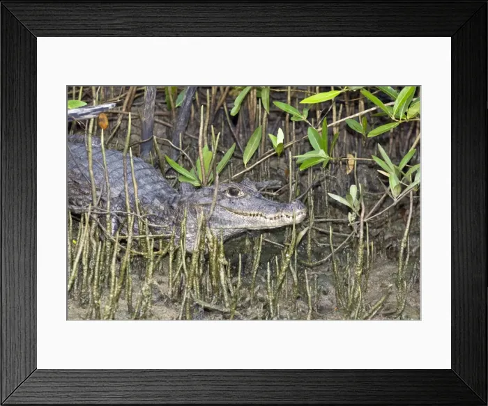 Framed Print : Spectacled Caiman - among mangrove roots - Caroni Swamp - Trinidad Framed Print : Spectacled Caiman - among mangrove roots - Caroni Swamp - Trinidad
