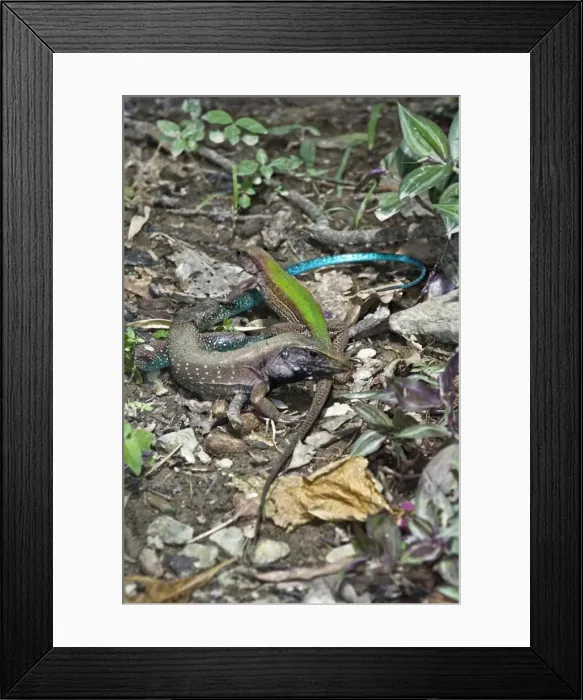 Framed Print : Garden Lizards - pair courting - Asa Wright Centre - Trinidad Framed Print : Garden Lizards - pair courting - Asa Wright Centre - Trinidad