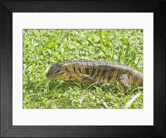 Framed Print : Gold Tegu Lizard - Head and body - Asa Wright Centre - Trinidad