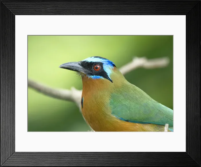 Framed Print : Blue-crowned Motmot - close up of head and shoulder - Tobago Framed Print : Blue-crowned Motmot - close up of head and shoulder - Tobago