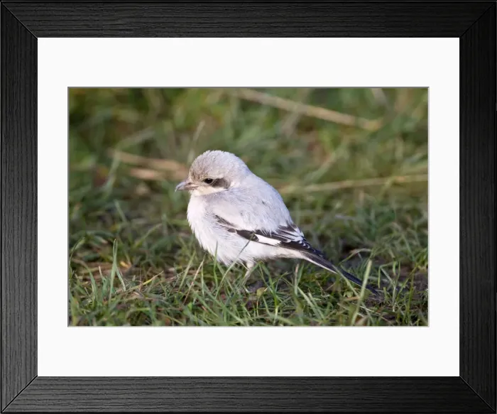 Framed Print : Steppe Grey Shrike - on ground - Lincolnshire - UK Framed Print : Steppe Grey Shrike - on ground - Lincolnshire - UK