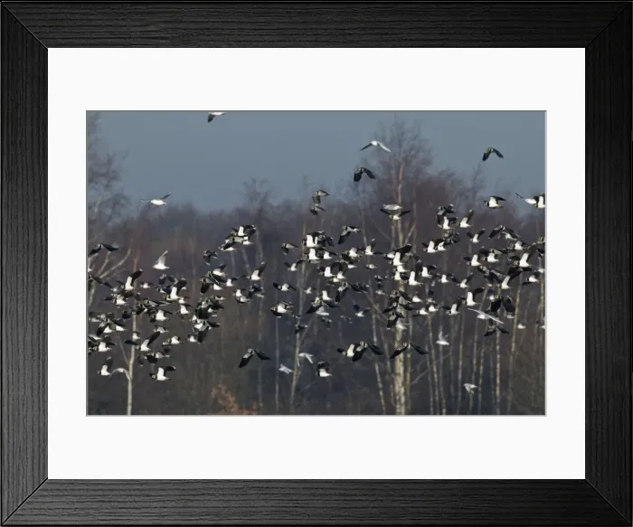 Framed Print : Lapwings - flock in flight - South Yorkshire - UK Framed Print : Lapwings - flock in flight - South Yorkshire - UK
