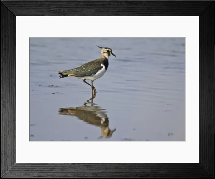Framed Print : Lapwing - standing in shallow water with reflection - Norfolk - UK Framed Print : Lapwing - standing in shallow water with reflection - Norfolk - UK