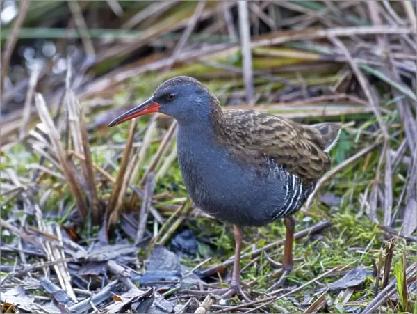 Water Rail - standing in open - South Yorkshire - UK