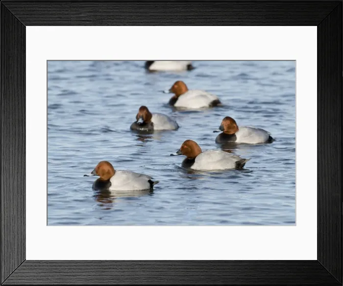 Framed Print : Pochard - group of drakes on water - Ouse Washes - Cambridgeshire - UK Framed Print : Pochard - group of drakes on water - Ouse Washes - Cambridgeshire - UK