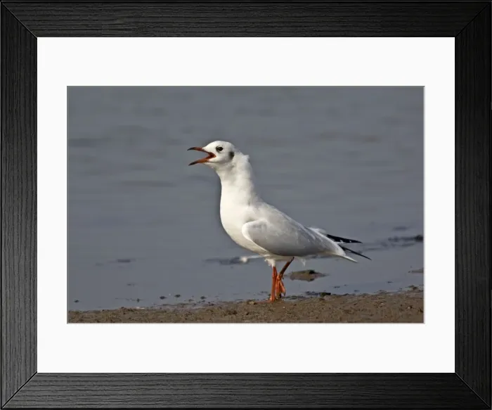 Framed Print : Black-headed Gull - in winter plumage calling - Norfolk - UK Framed Print : Black-headed Gull - in winter plumage calling - Norfolk - UK