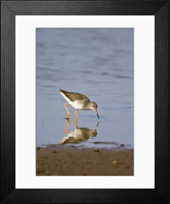 Framed Print : Redshank - feeding in shallow water - Norfolk - UK Framed Print : Redshank - feeding in shallow water - Norfolk - UK