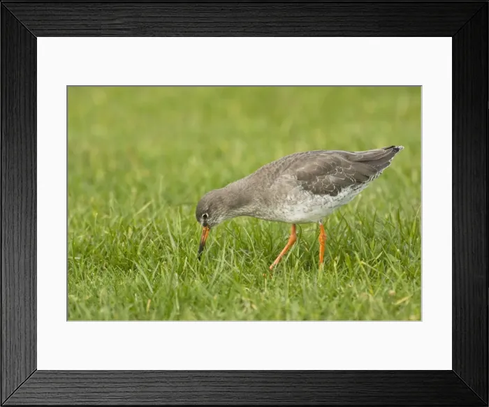 Framed Print : Redshank - feeding in grass field - Yorkshire - UK Framed Print : Redshank - feeding in grass field - Yorkshire - UK