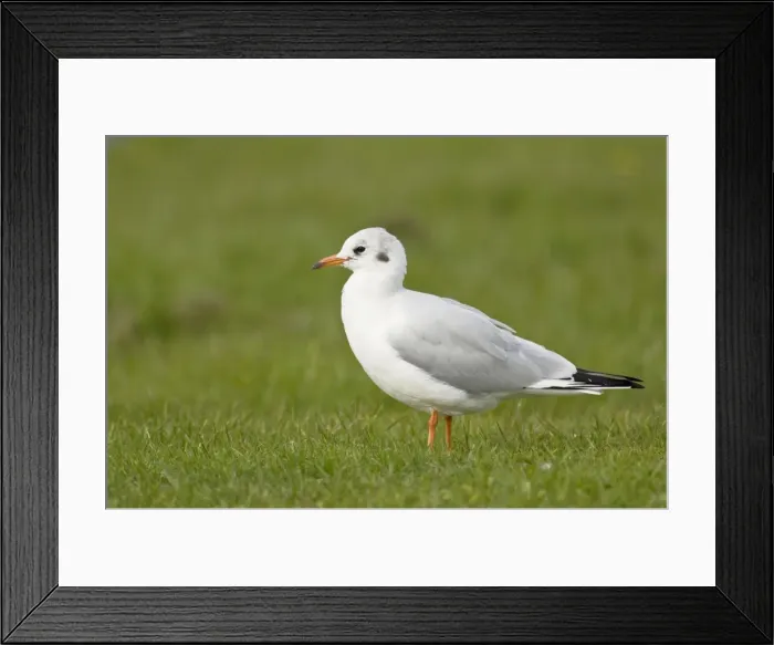 Framed Print : Black-headed Gull - in winter plumage standing in grass field - Yorkshire - UK Framed Print : Black-headed Gull - in winter plumage standing in grass field - Yorkshire - UK