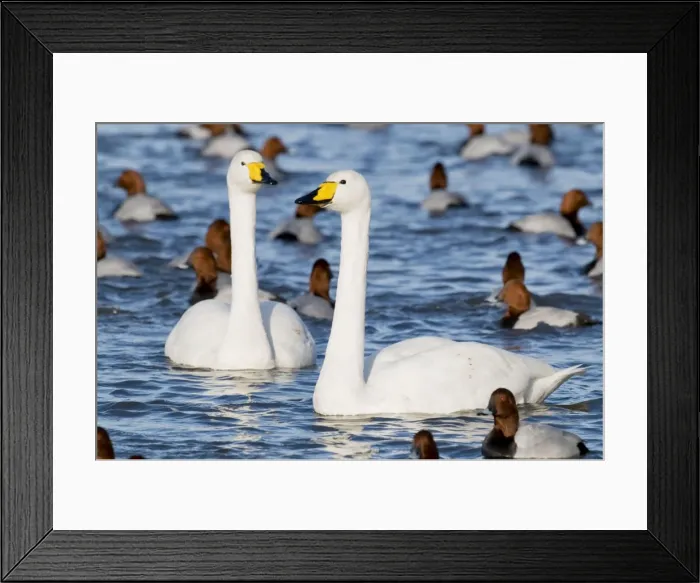 Framed Print : Whooper Swans - pair swimming with pochard - Ouse Washes - Cambridgeshire - UK Framed Print : Whooper Swans - pair swimming with pochard - Ouse Washes - Cambridgeshire - UK