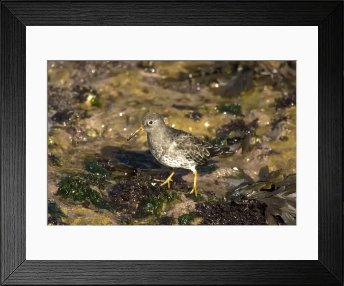 Framed Print : Purple Sandpiper - standing on seaweed covered rock - Filey Brig - Yorkshire - UK Framed Print : Purple Sandpiper - standing on seaweed covered rock - Filey Brig - Yorkshire - UK