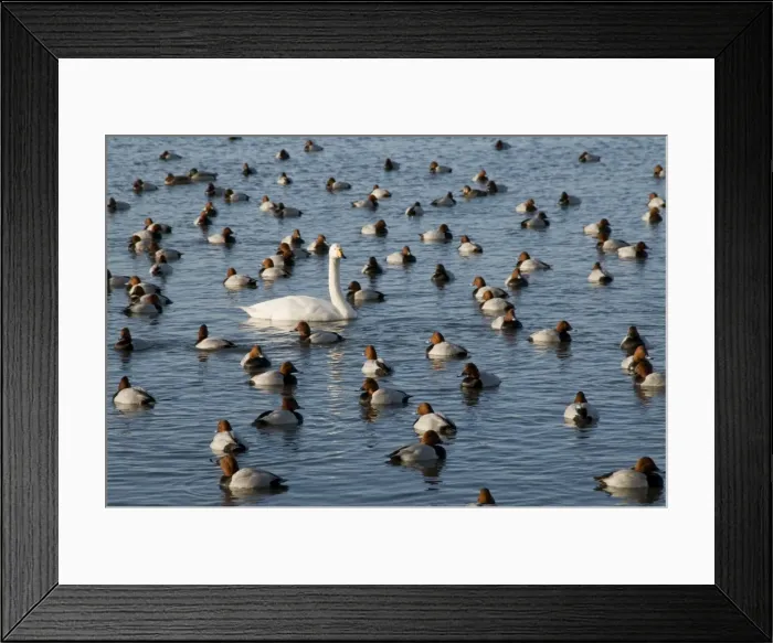 Framed Print : Whooper Swan - on water among pochard - Ouse Washes - Cambridgeshire - UK Framed Print : Whooper Swan - on water among pochard - Ouse Washes - Cambridgeshire - UK