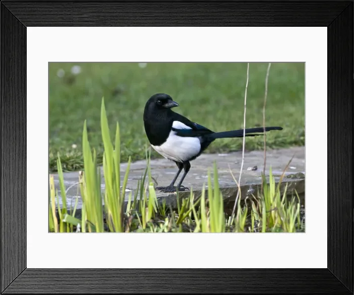 Framed Print : Magpie - on edge of garden pond - Lincolnshire - UK Framed Print : Magpie - on edge of garden pond - Lincolnshire - UK