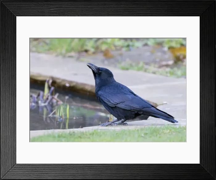 Framed Print : Carrion Crow - drinking at garden pond - Lincolnshire - UK Framed Print : Carrion Crow - drinking at garden pond - Lincolnshire - UK
