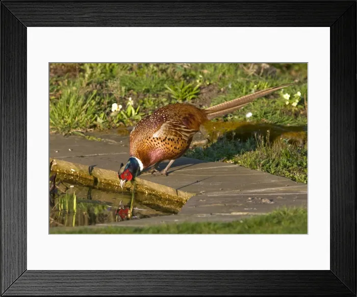 Framed Print : Pheasant - male drinking at garden pond - Lincolnshire - UK Framed Print : Pheasant - male drinking at garden pond - Lincolnshire - UK
