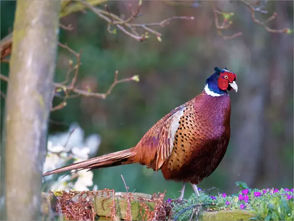 Pheasant - male standing on garden wall - Lincolnshire - UK