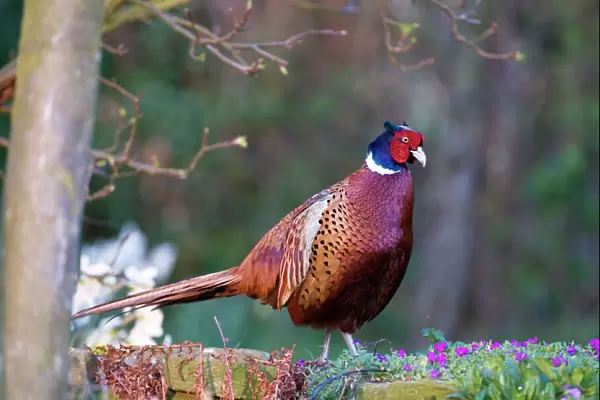 Pheasant - male standing on garden wall - Lincolnshire - UK
