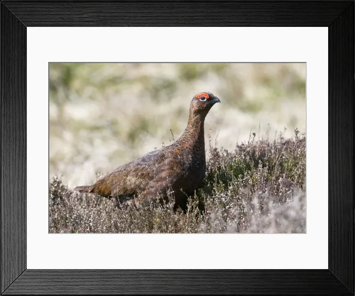Framed Print : Red Grouse - male in heather - North Yorkshire - UK Framed Print : Red Grouse - male in heather - North Yorkshire - UK