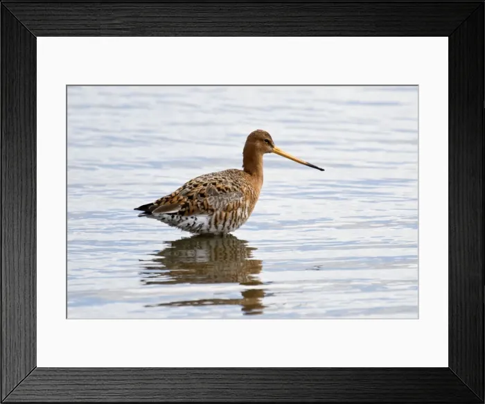 Framed Print : Black-tailed Godwit - standing in deep water with reflection - Marshside RSPB Reserve - Southport - Lancashire - UK Framed Print : Black-tailed Godwit - standing in deep water with reflection - Marshside RSPB Reserve - Southport - Lancashire - UK