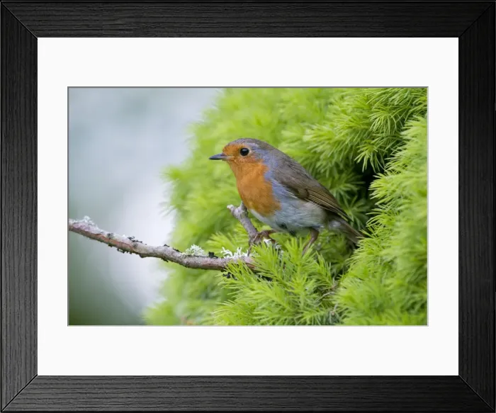 Framed Print : Robin - on twig leaving nest - Lincolnshire - UK Framed Print : Robin - on twig leaving nest - Lincolnshire - UK