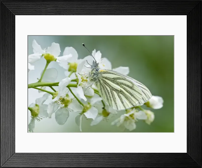 Framed Print : Green-veined White Butterfly - resting on flowers of bird cherry - Lincolnshire - UK Framed Print : Green-veined White Butterfly - resting on flowers of bird cherry - Lincolnshire - UK