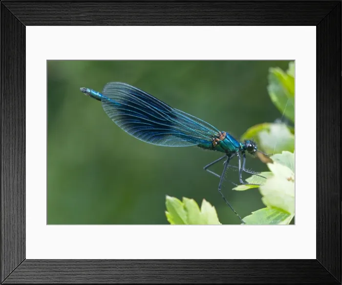 Framed Print : The Banded Demoiselle - male resting on hawthorne leaves - Suffolk - UK Framed Print : The Banded Demoiselle - male resting on hawthorne leaves - Suffolk - UK