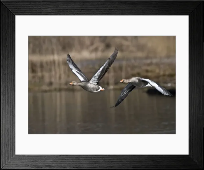 Framed Print : Greylag Geese - pair in flight - South Yorkshire - UK Framed Print : Greylag Geese - pair in flight - South Yorkshire - UK