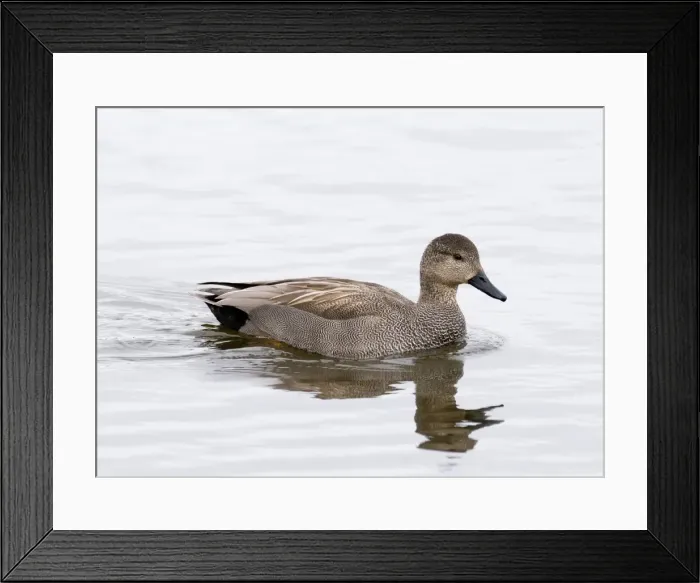 Framed Print : Gadwall - male - South Yorkshire - UK Framed Print : Gadwall - male - South Yorkshire - UK