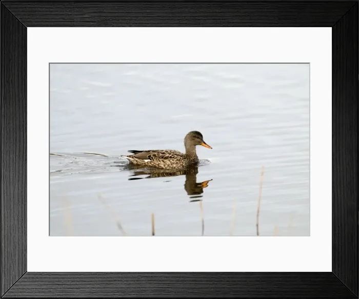 Framed Print : Gadwall - female - with reflection - South Yorkshire - UK Framed Print : Gadwall - female - with reflection - South Yorkshire - UK