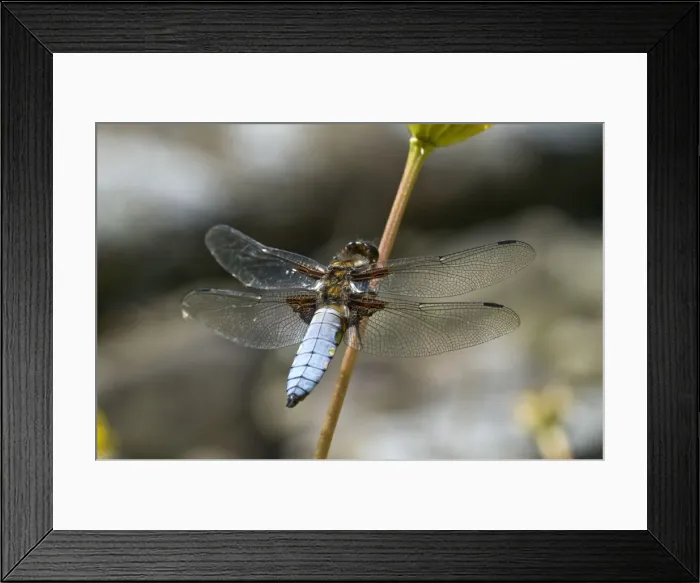 Framed Print : Broad-bodied Chaser - Male perched on flower stem - Lincolshire - UK Framed Print : Broad-bodied Chaser - Male perched on flower stem - Lincolshire - UK
