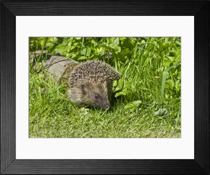 Framed Print : Hedgehog - in grass with log behind - Lincolnshire - UK Framed Print : Hedgehog - in grass with log behind - Lincolnshire - UK