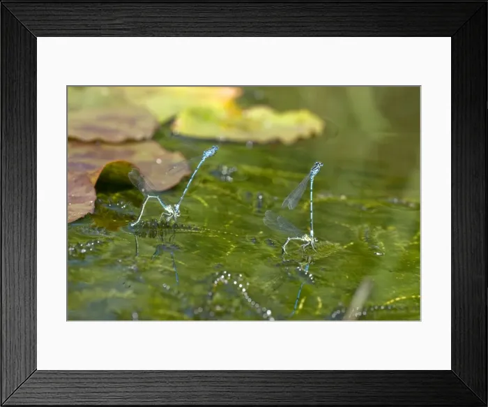Framed Print : Azure Damselflies - two mated pairs ovipositing in garden pond - Lincolnshire - UK Framed Print : Azure Damselflies - two mated pairs ovipositing in garden pond - Lincolnshire - UK