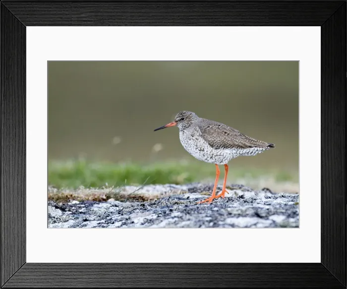 Framed Print : Redshank - North Uist - Outer Hebrides