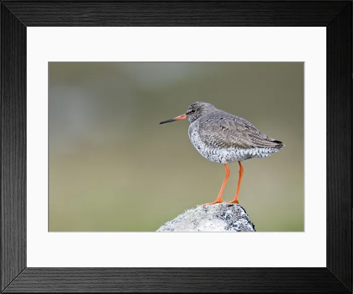 Framed Print : Redshank - Standing on rock - North Uist - Outer Hebrides Framed Print : Redshank - Standing on rock - North Uist - Outer Hebrides