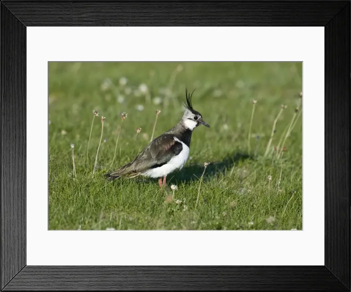Framed Print : Lapwing - in short turf - North Uist - Outer hebrides Framed Print : Lapwing - in short turf - North Uist - Outer hebrides