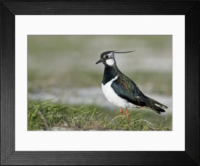 Framed Print : Lapwing - Alert posture - North Uist - Outer Hebrides