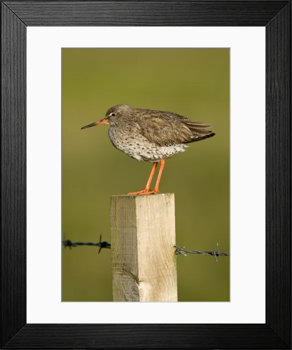 Framed Print : Redshank - on fence post with barbed wire - North Uist - Outer hebrides Framed Print : Redshank - on fence post with barbed wire - North Uist - Outer hebrides