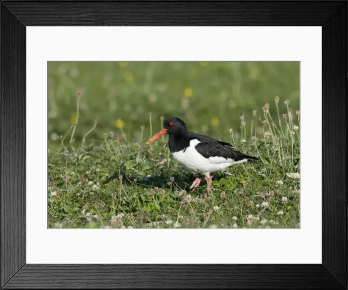 Framed Print : Oystercatcher - Machair - North Uist - Outer Hebrides