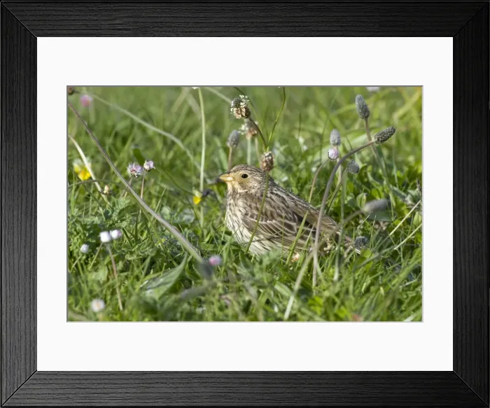 Framed Print : Corn Bunting - on machair - North Uist - Outer Hebrides Framed Print : Corn Bunting - on machair - North Uist - Outer Hebrides