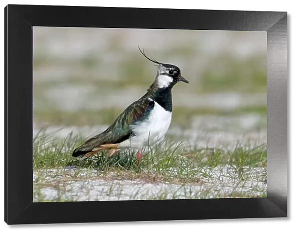 Lapwing - on machair - North Uist - Outer Hebrides