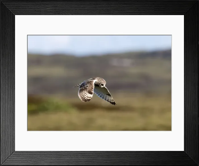 Framed Print : Short-eared Owl - hovering over moorland - North Uist - Outer Hebrides Framed Print : Short-eared Owl - hovering over moorland - North Uist - Outer Hebrides