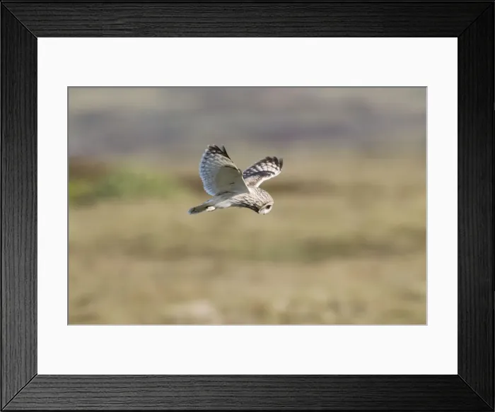 Framed Print : Short-eared Owl - hovering over moorland - North Uist - Outer Hebrides Framed Print : Short-eared Owl - hovering over moorland - North Uist - Outer Hebrides