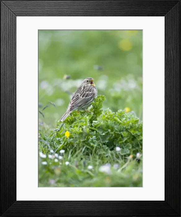Framed Print : Corn Bunting - singing perched on low vegetation - North Uist - Outer Hebrides Framed Print : Corn Bunting - singing perched on low vegetation - North Uist - Outer Hebrides